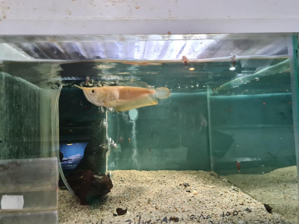 Albino Zilver Arowana, Osteoglossum Bicirrhosum Albino, Vis, Zoetwatervis