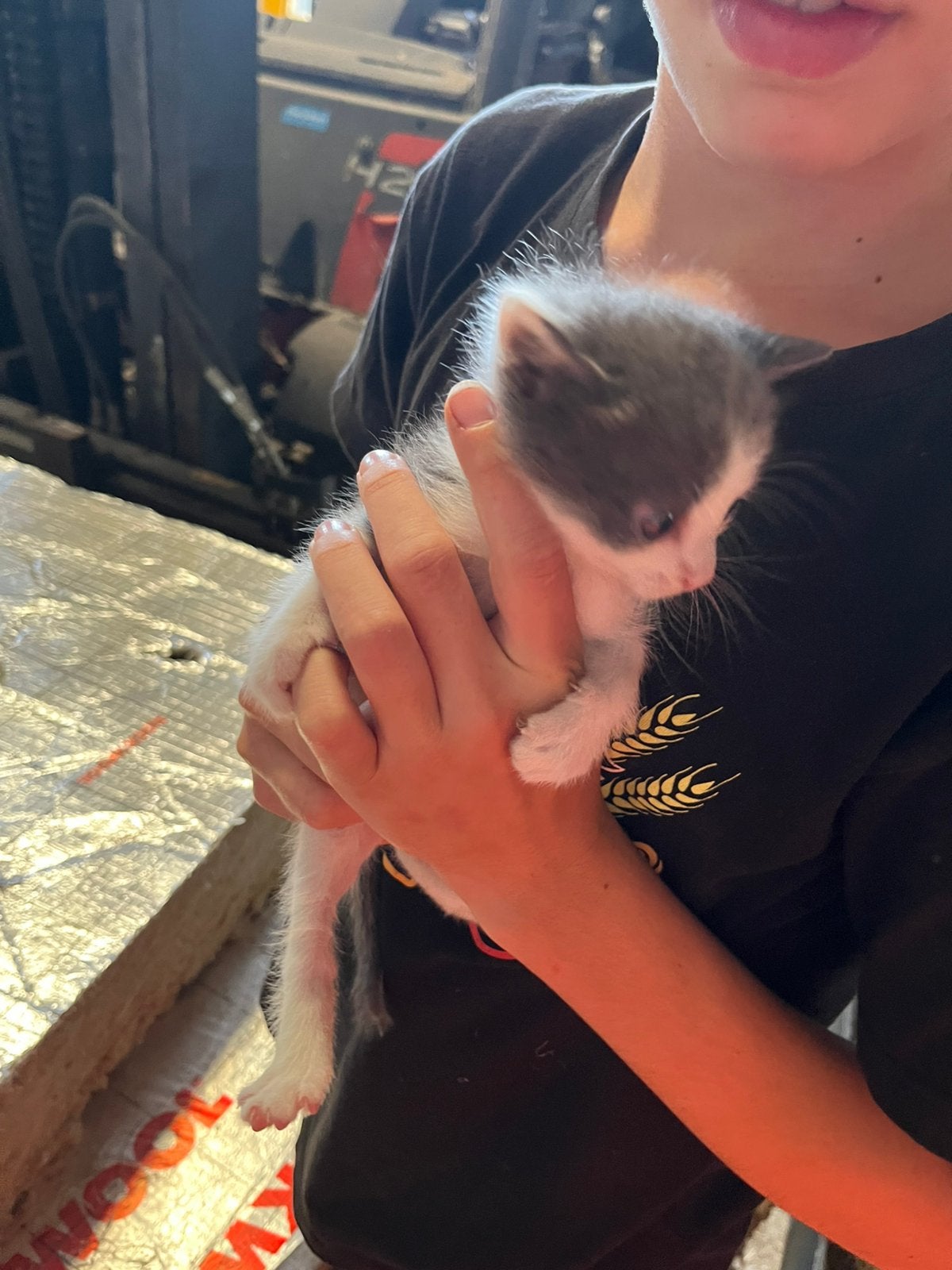 Mooie jonge boerderij kittens, Dieren en Toebehoren, Katten en Kittens | Raskatten | Korthaar, Meerdere dieren