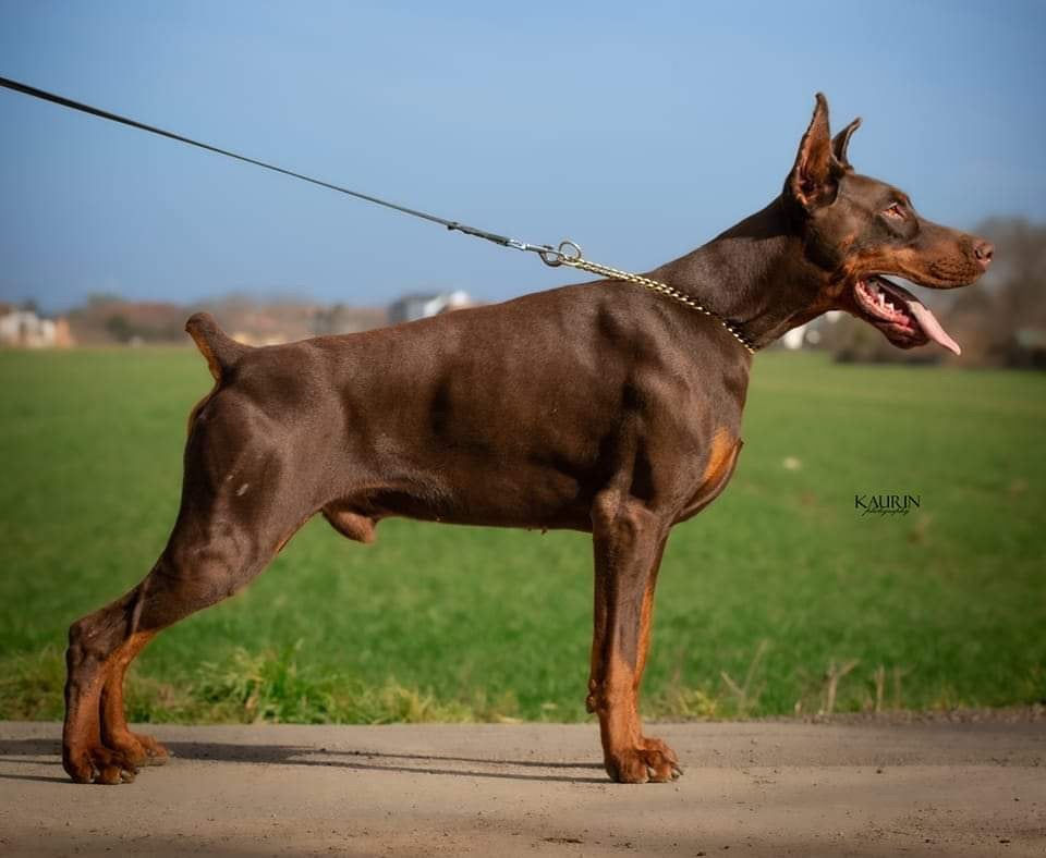 Doberman pupps, Overige rassen, 8 tot 15 weken, Buitenland, Parvo