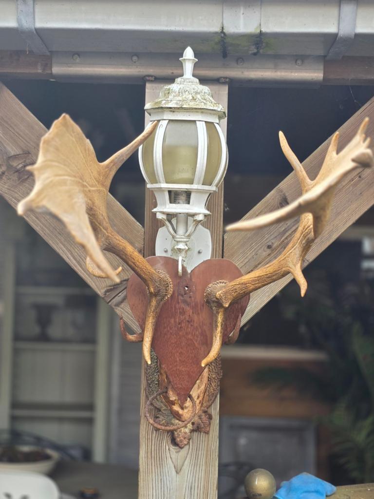 Groot damhert gewei op schild, Huis en Inrichting, Ophalen