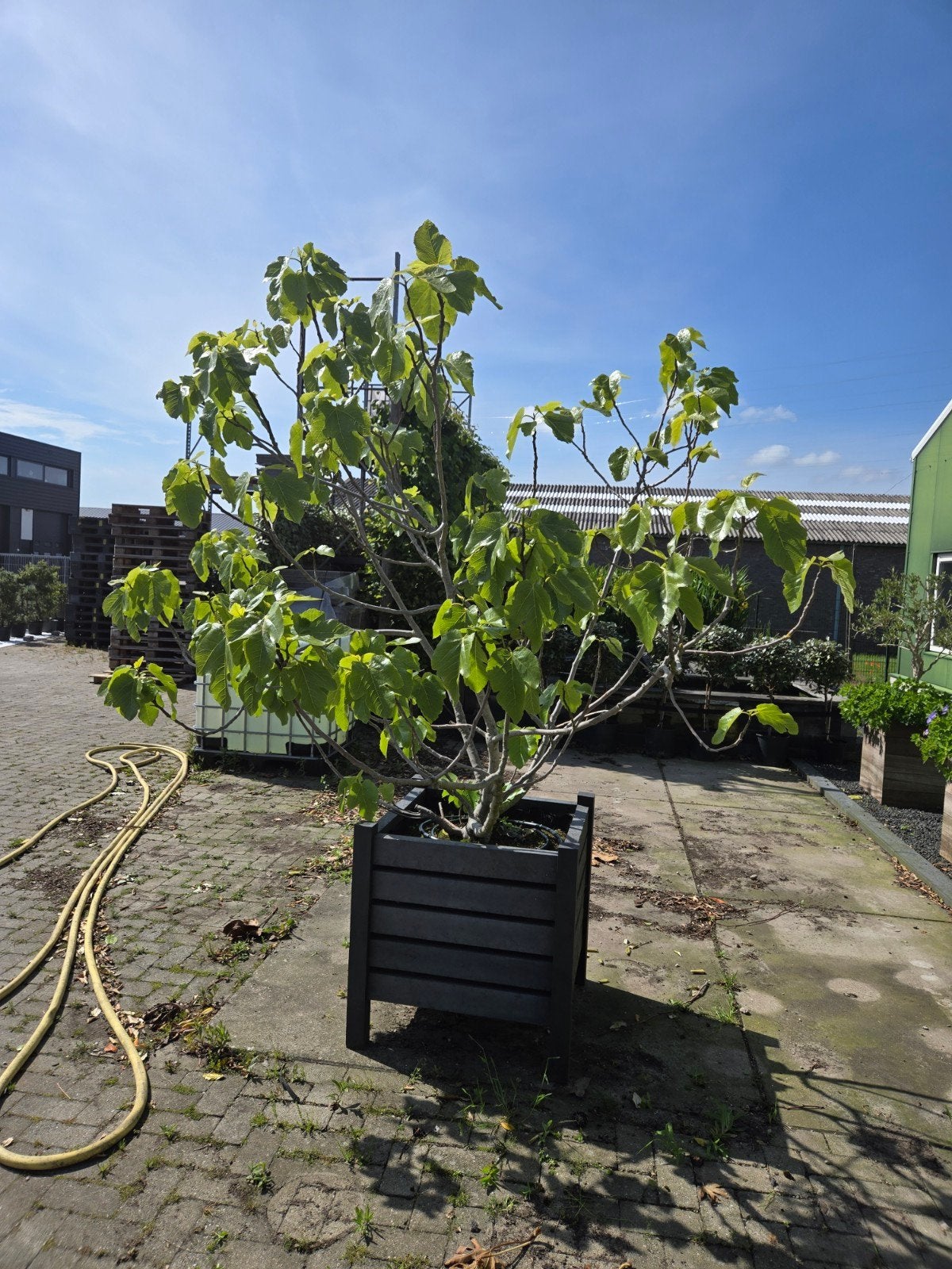 Grote vijg in kunstof plantenbak, 100 tot 250 cm, Olijfboom, Zomer, Ophalen