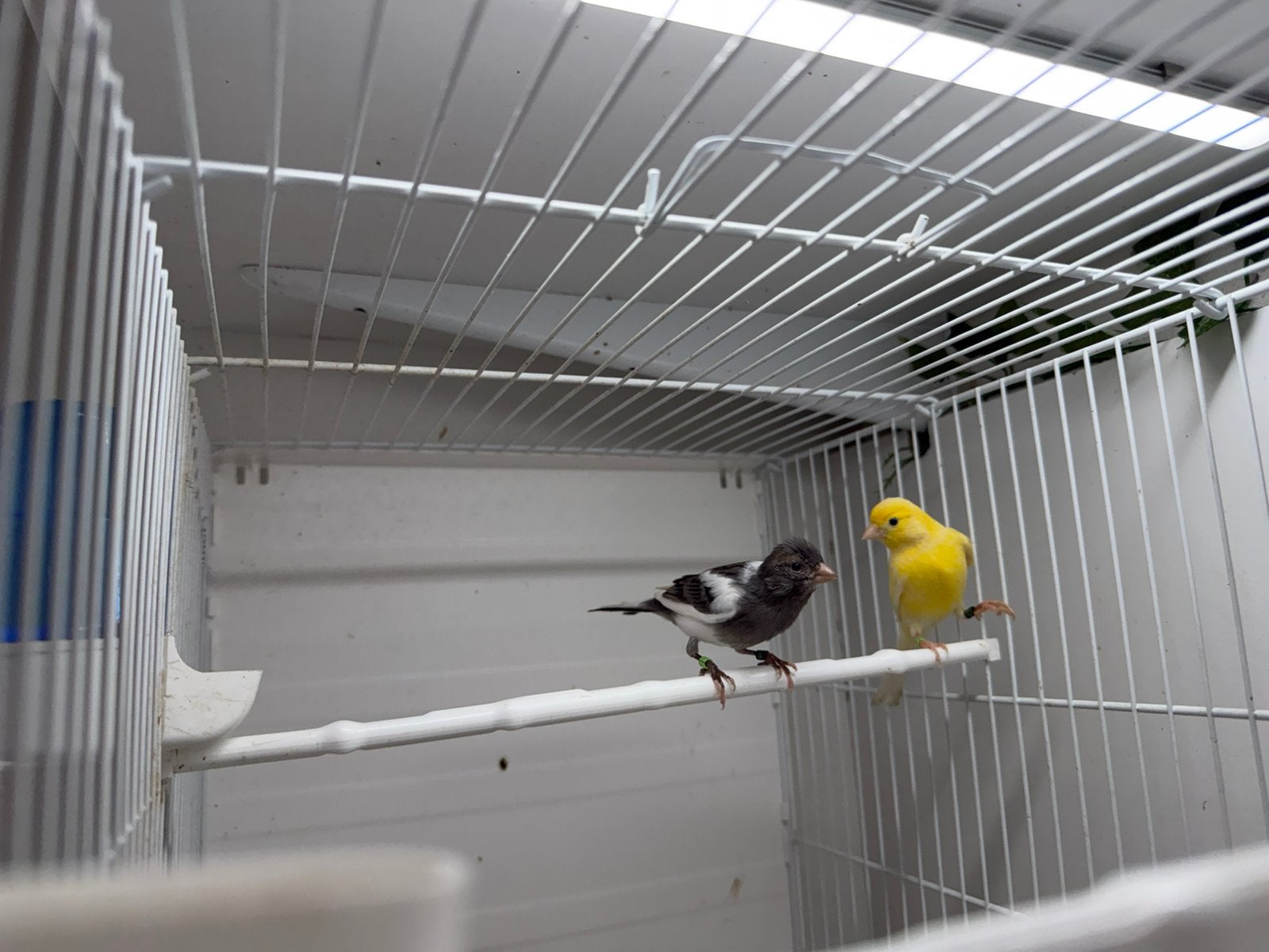 Raza kanaries, Dieren en Toebehoren, Meerdere dieren, Postuurkanarie
