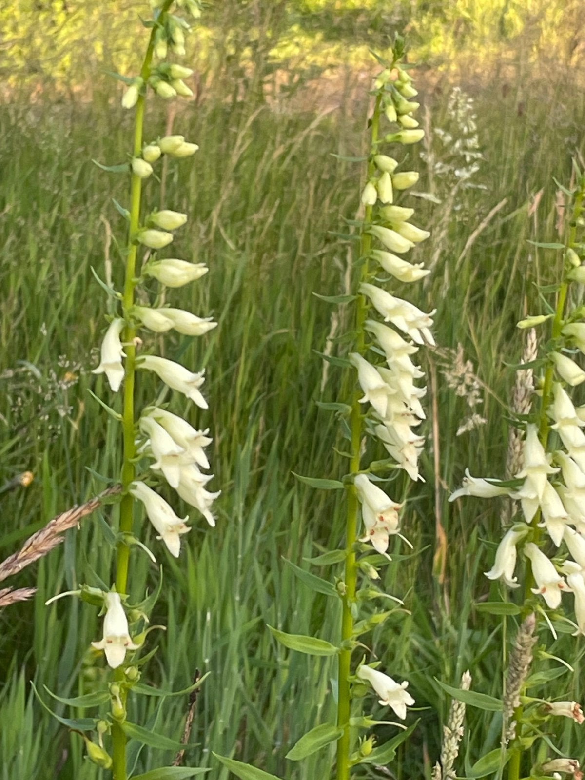 zaden geel vingerhoedskruid, Digitalis lutea, Ophalen of Verzenden, Halfschaduw, Zaad