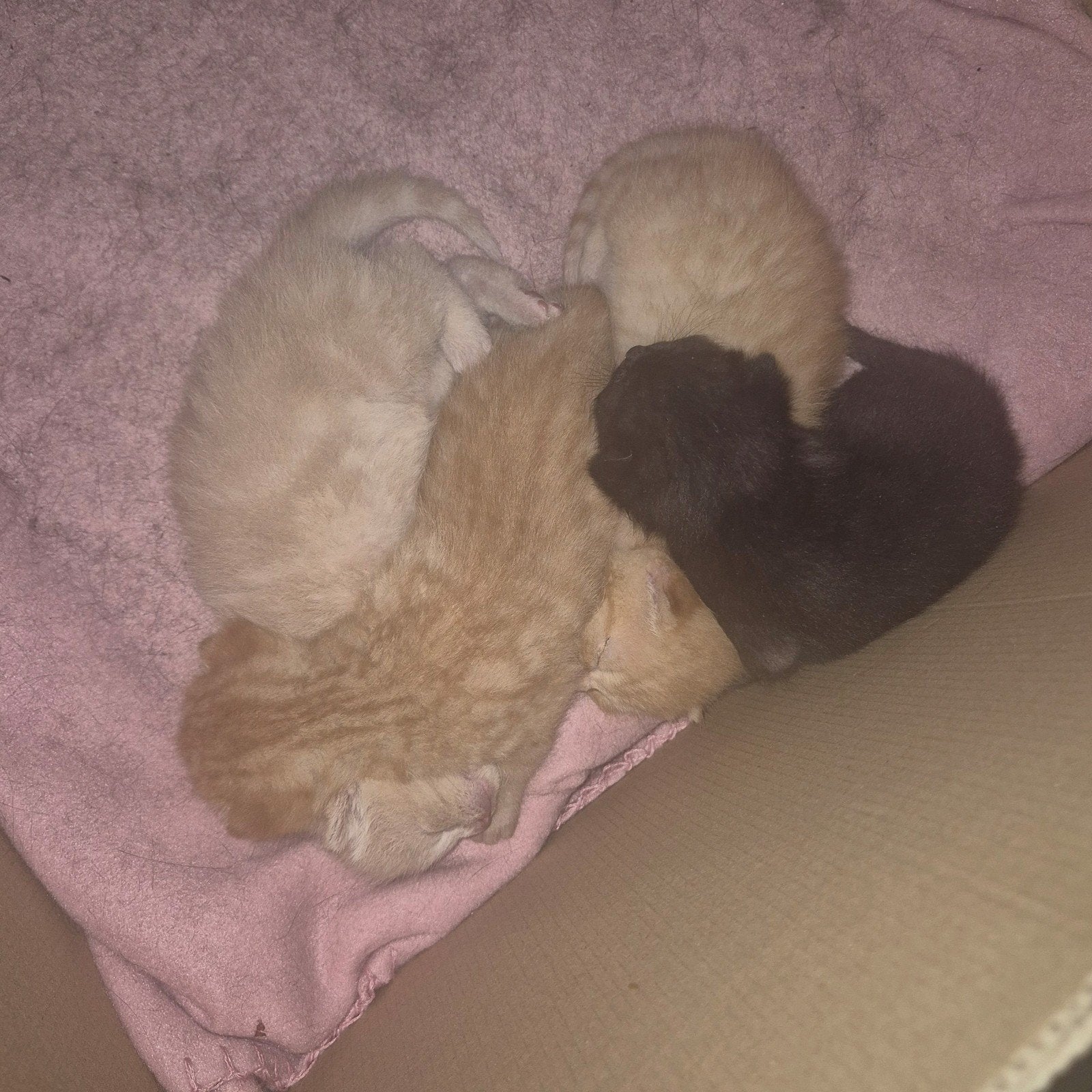 MIX BRITSE KORTHAAR ROOD/ZWART (12 JULI)
€500,-

Prachtige, Meerdere dieren, Ontwormd, 0 tot 2 jaar