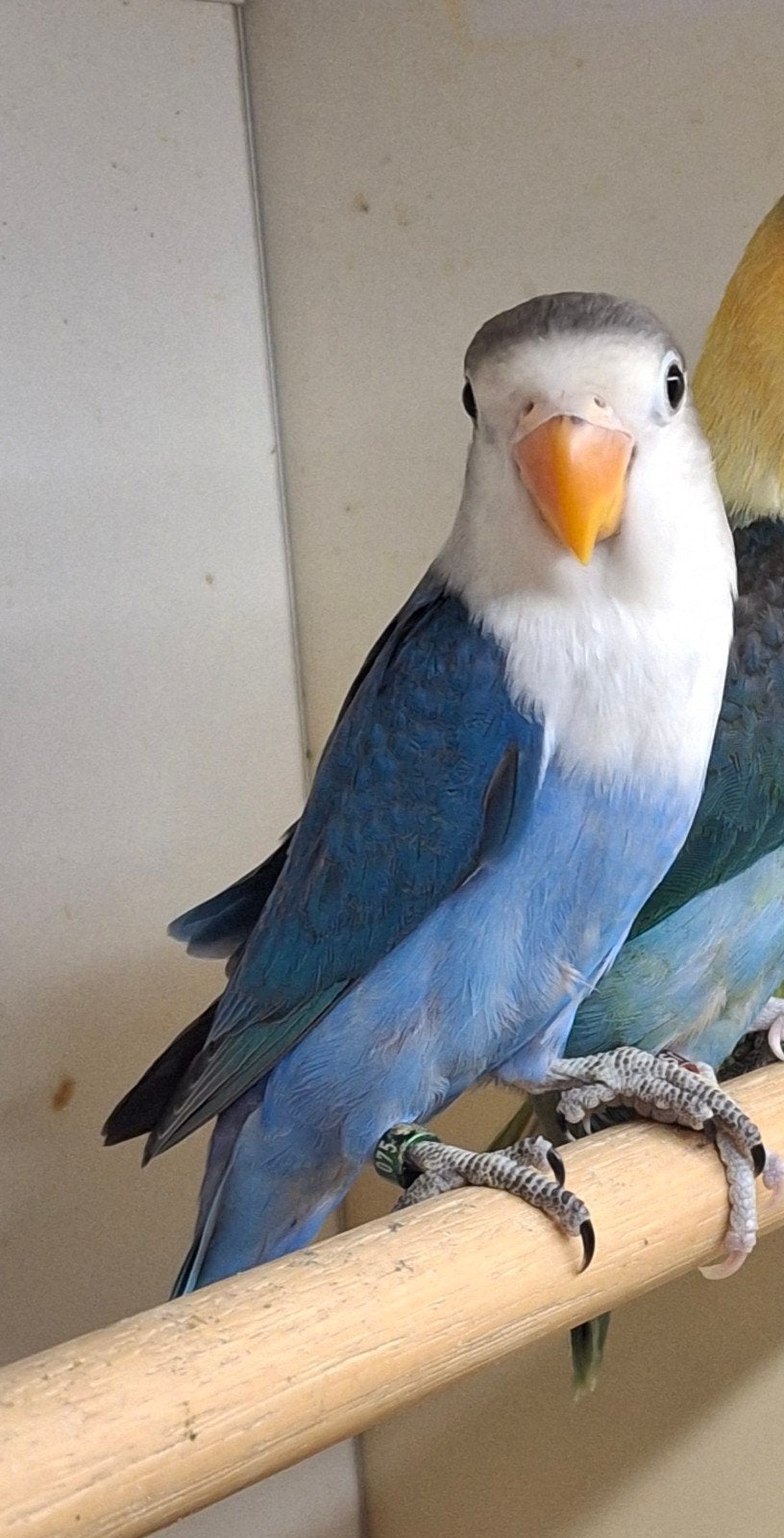 te koop agapornis fischeri, Dieren en Toebehoren, Geslacht onbekend, Dwergpapegaai of Agapornis, Geringd