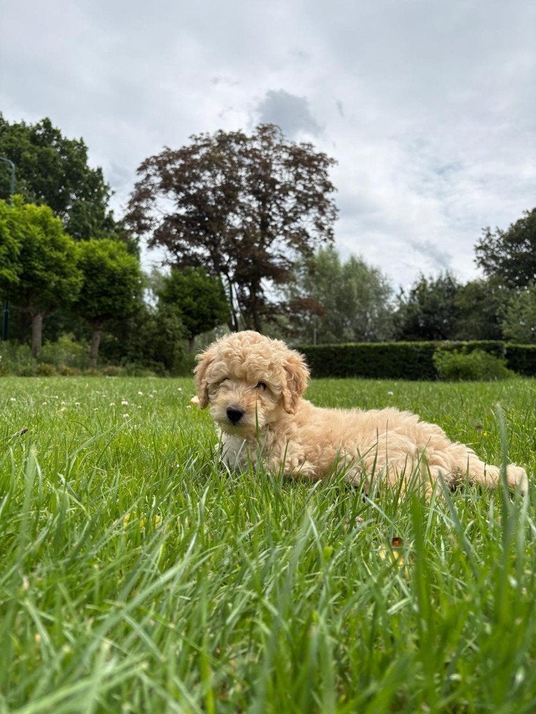 labradoodle F3 pups, Dieren en Toebehoren, Parvo, Overige rassen, 8 tot 15 weken, Meerdere