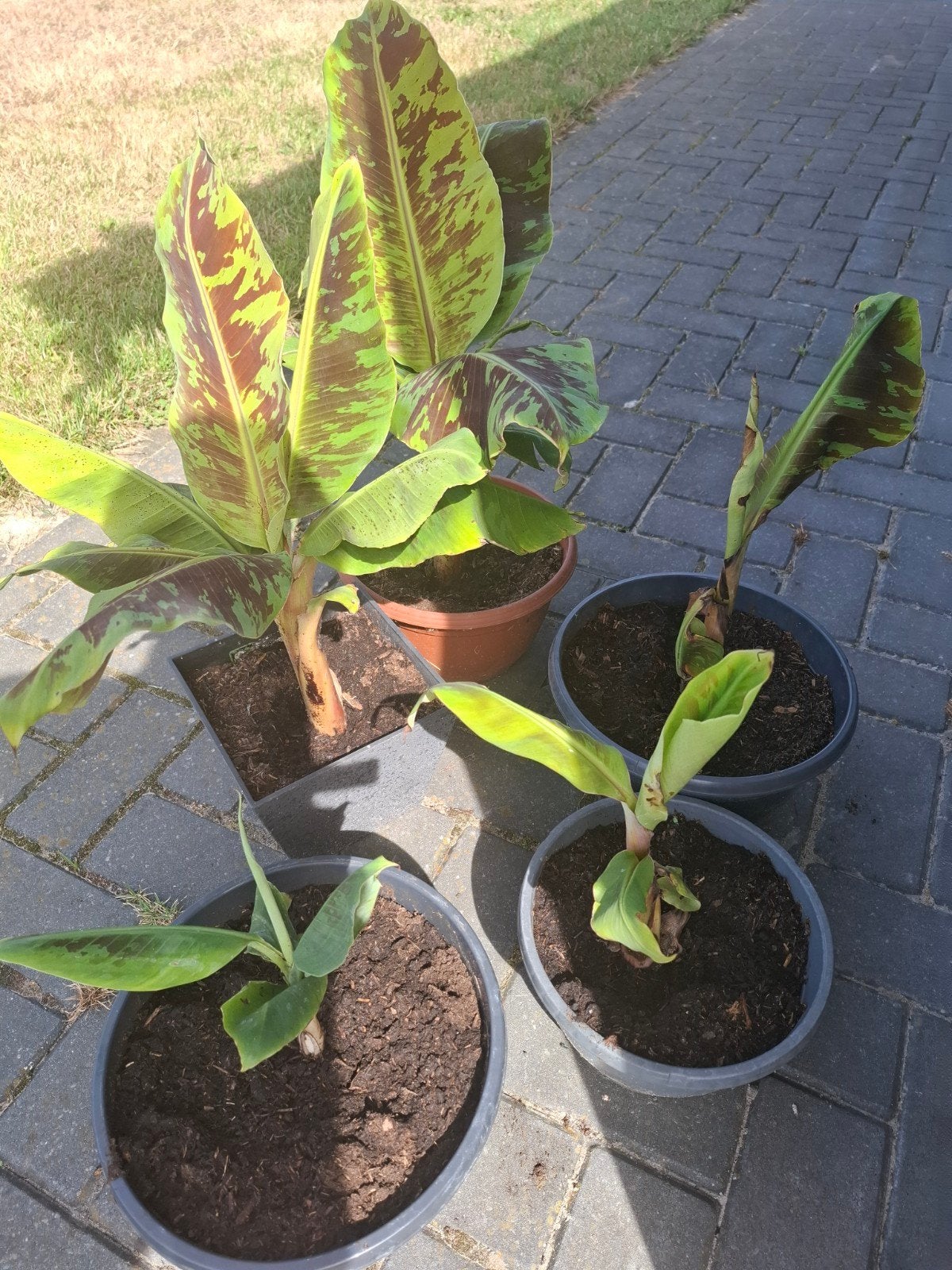 bananenplant, Volle zon, Vaste plant, Bloeit niet, Ophalen