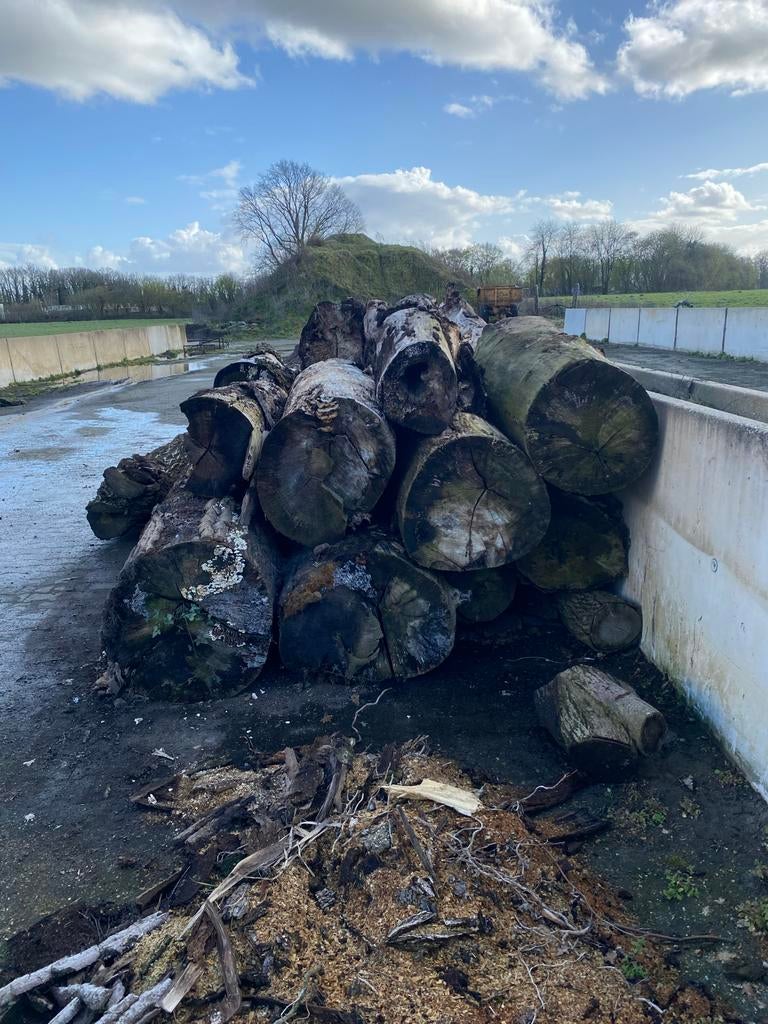 Brandhout Populieren hout, Tuin en Terras, Haardhout, 3 tot 6 m³, Ophalen, Overige houtsoorten, Stammen
