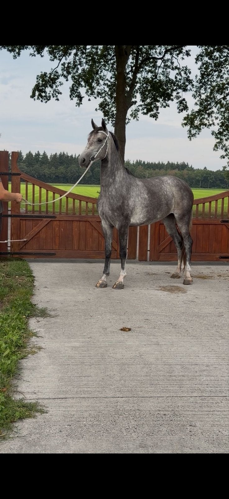 Tuig/menpaarden, Met stamboom, Niet van toepassing, Meerdere dieren, 160 tot 165 cm