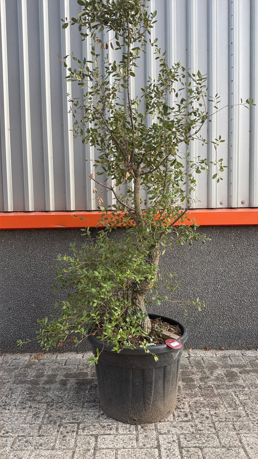 Mooie meerstammige kurkeik, Tuin en Terras, Overige soorten, 100 tot 250 cm, Zomer, Ophalen