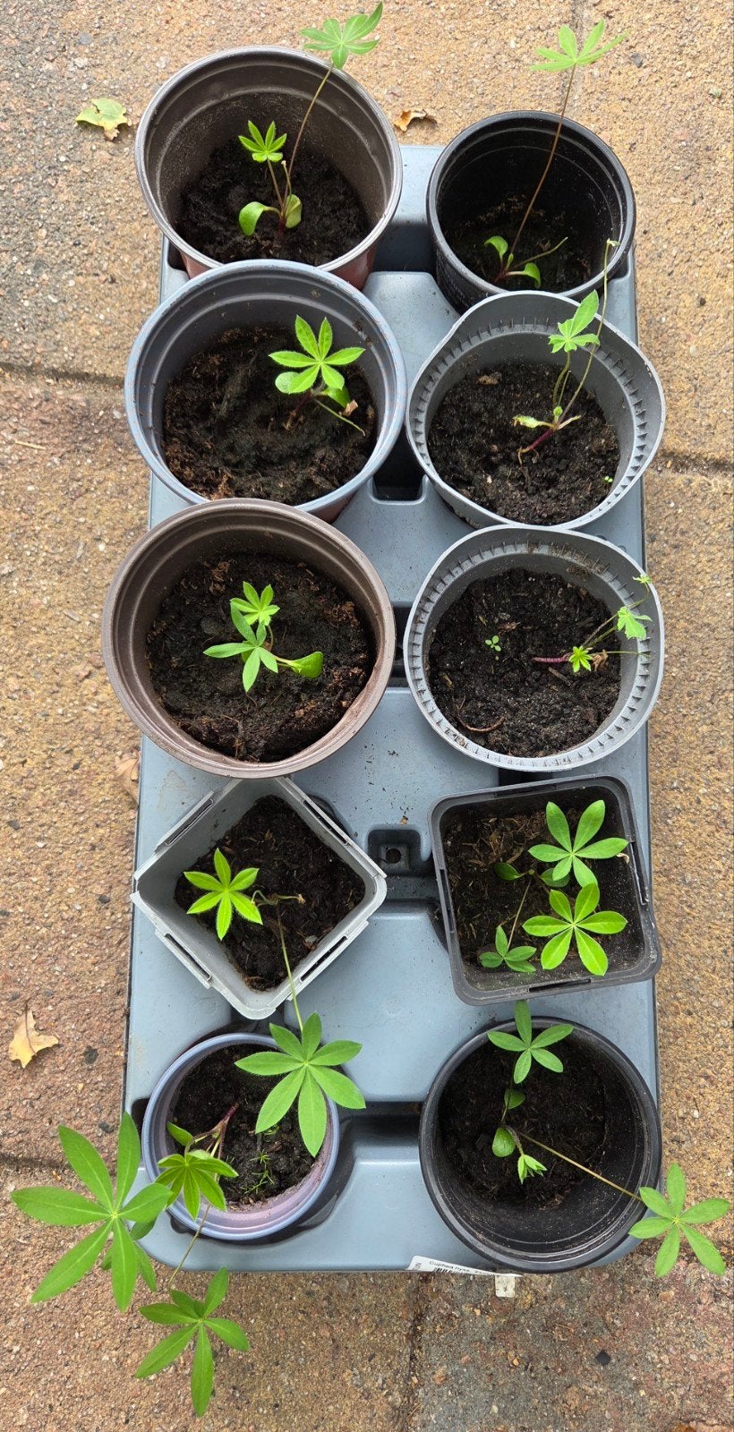 10 Lupinus Lupine plantjes €1,= / stuk, Ophalen, Vaste plant, Overige soorten
