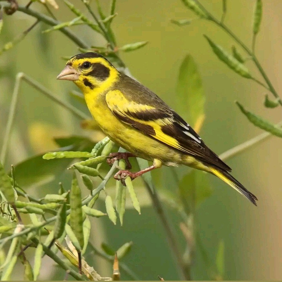 kweekgroep Himalaya Groenlingen, Meerdere dieren, Geringd
