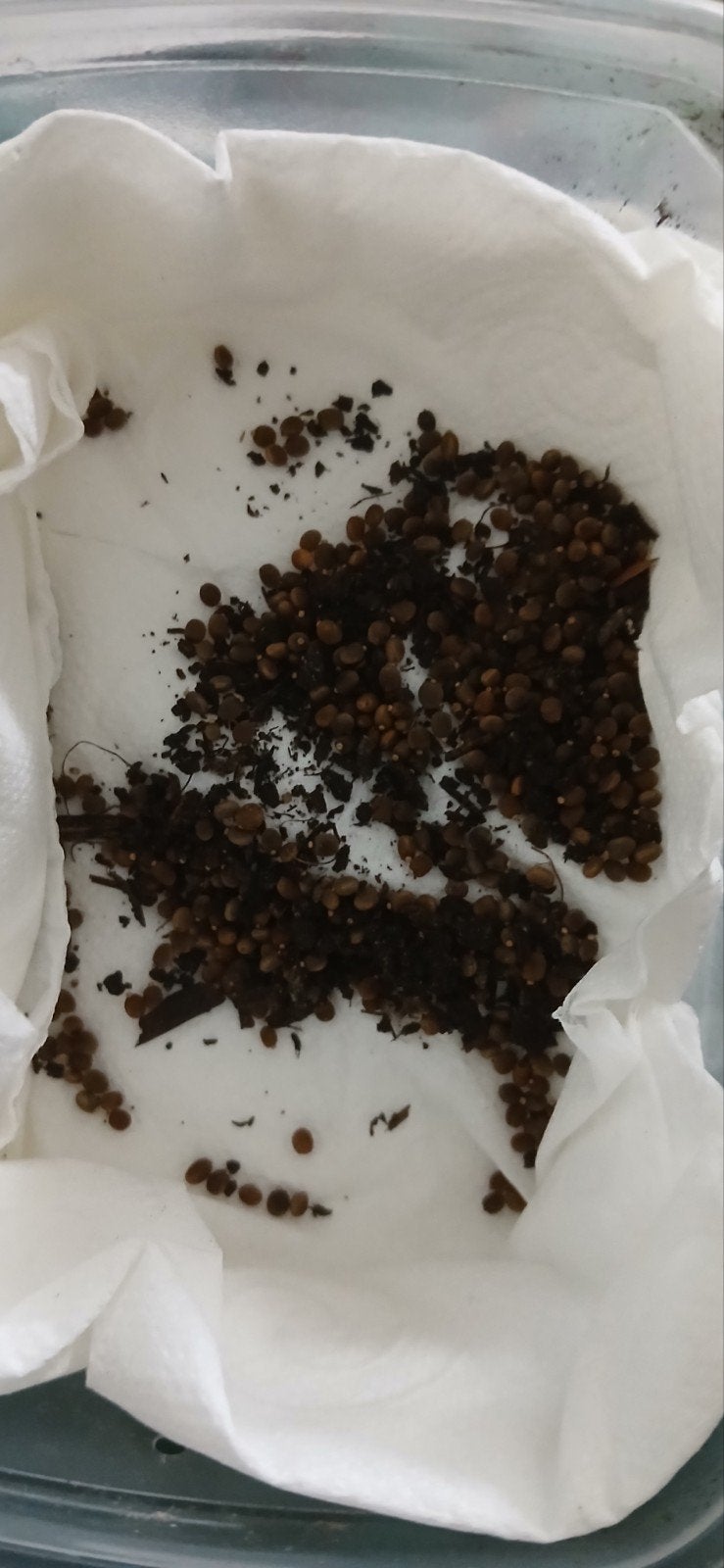Bakje vol wandelende takken eitjes, Wandelende tak