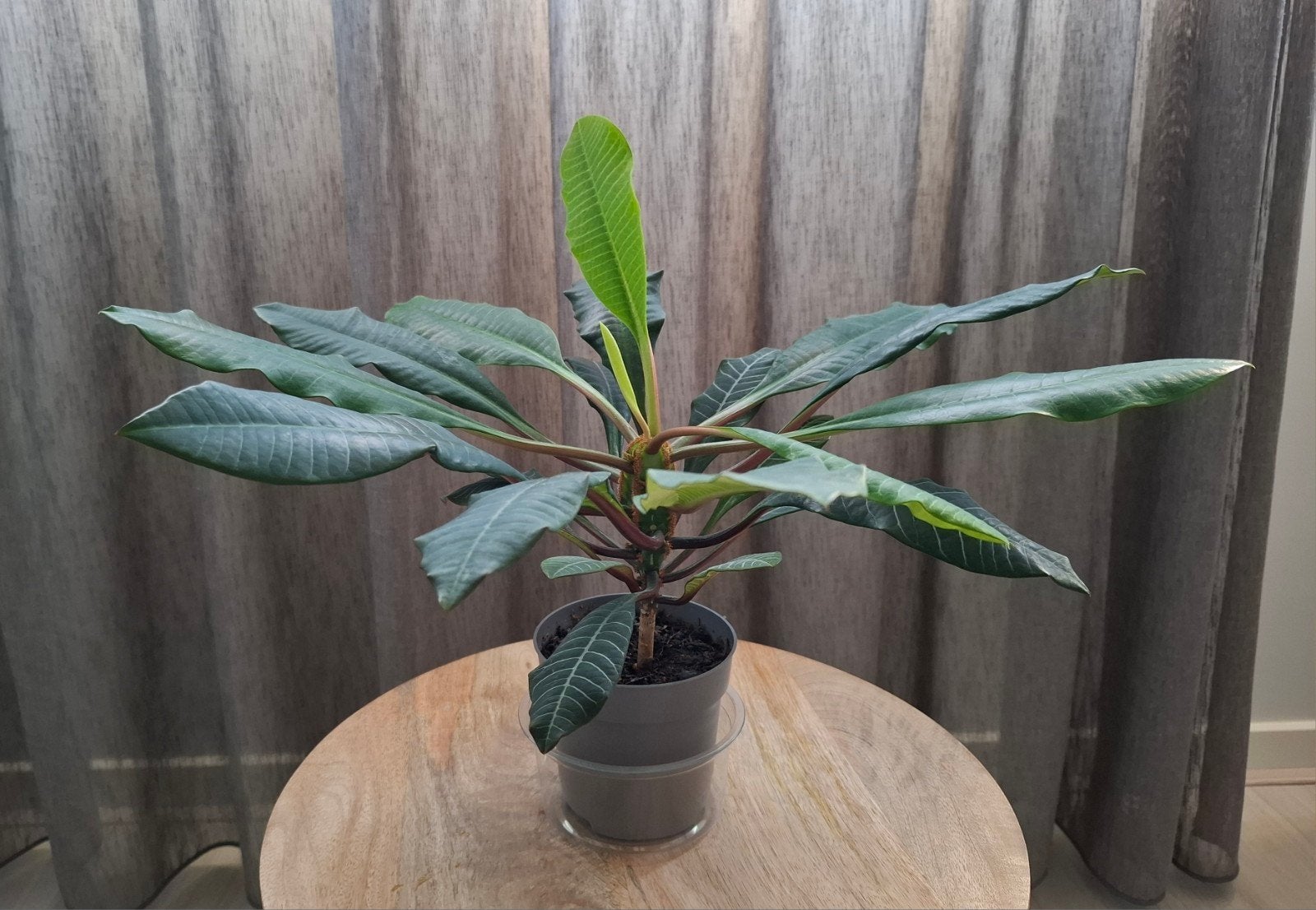 Madagascar Jewel, Ophalen, Halfschaduw, Minder dan 100 cm