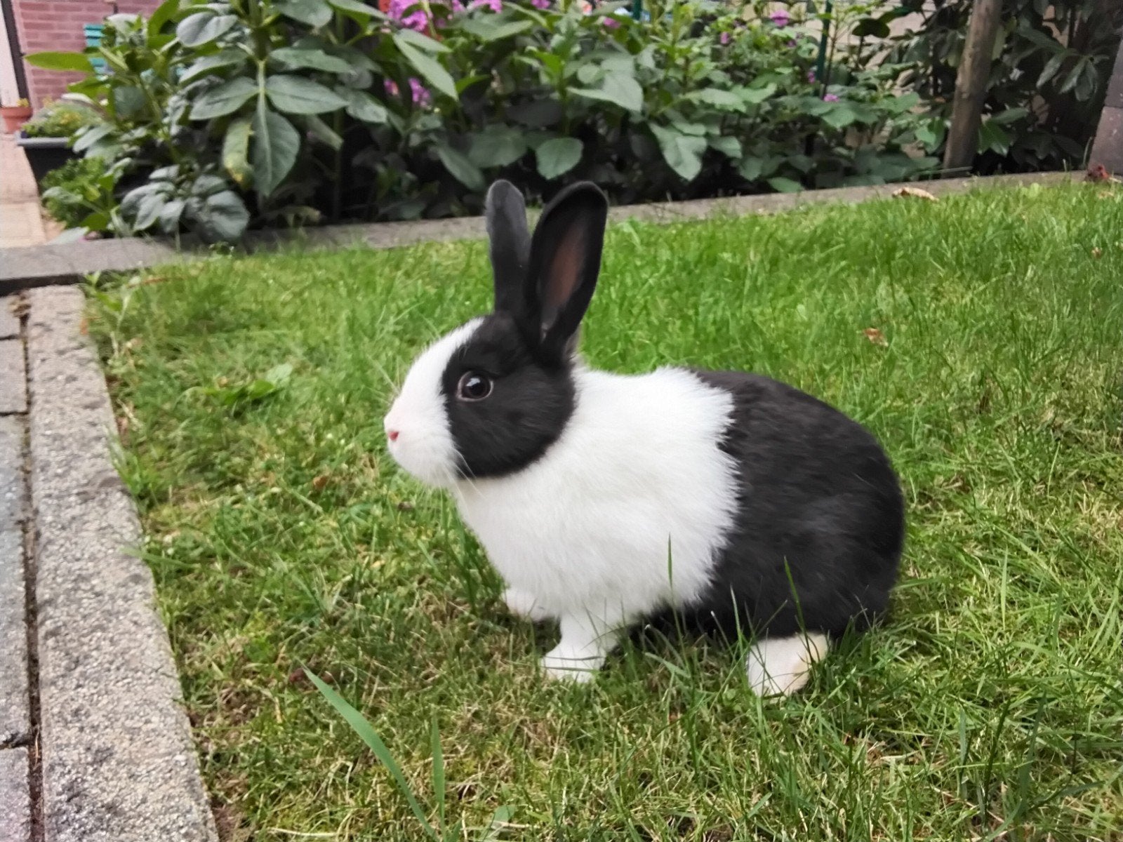 Jong lief  Hollander  konijn ., Dieren en Toebehoren, Mannelijk, Klein, 0 tot 2 jaar