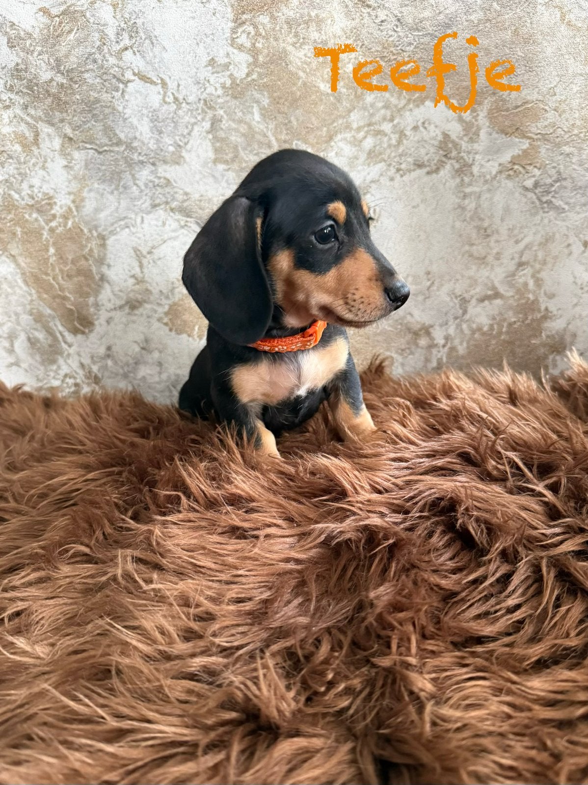 tekel puppy’s nog 2 teefjes beschikbaar, Parvo, Standaard, 8 tot 15 weken, Korthaar