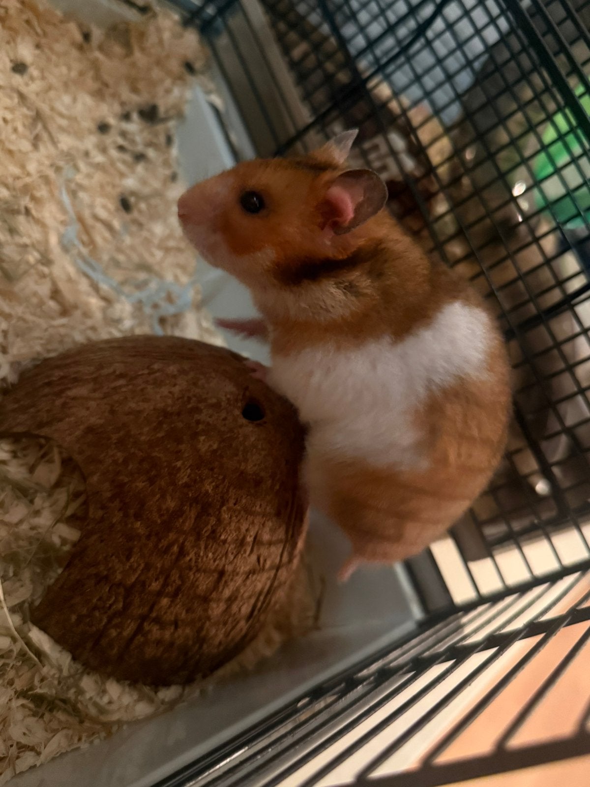 Moeder goudhamster en 4 baby goudhamsters, April, Meerdere dieren, Hamster