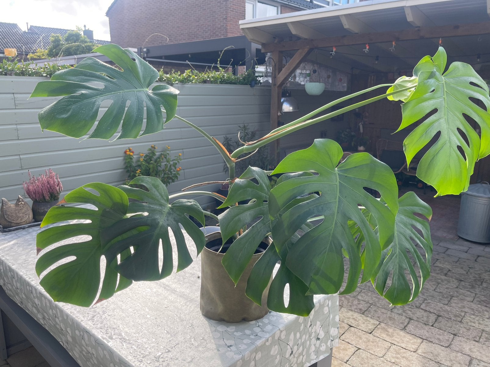 Monsters met pot., Ophalen, Halfschaduw, In pot, Minder dan 100 cm