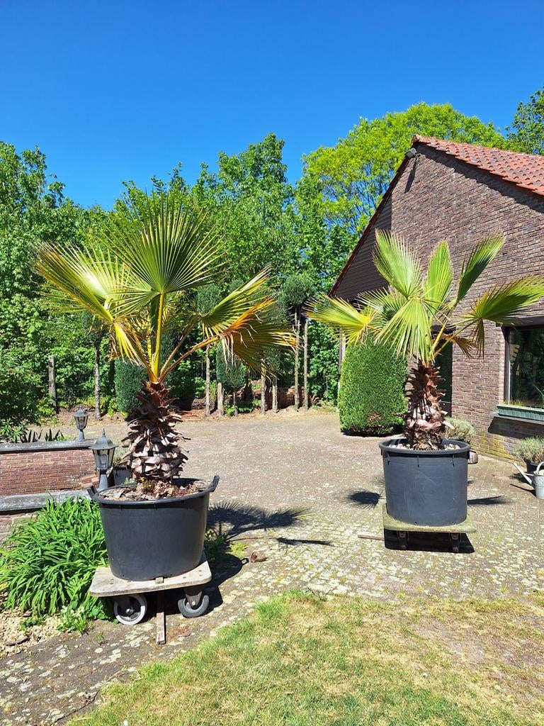 Palmen in pot, Tuin en Terras, Ophalen of Verzenden, Overige soorten, Volle zon
