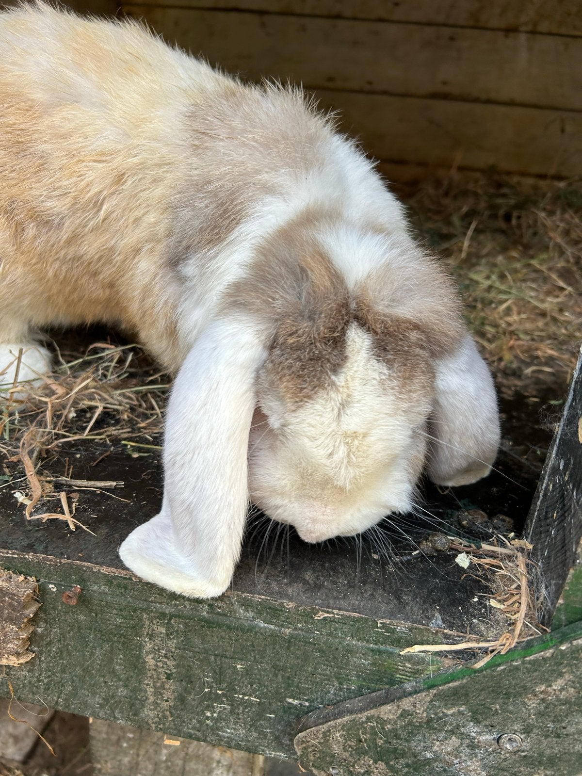Franse hangoor ram, Dieren en Toebehoren, Konijnen, Mannelijk, Groot, Hangoor, 0 tot 2 jaar