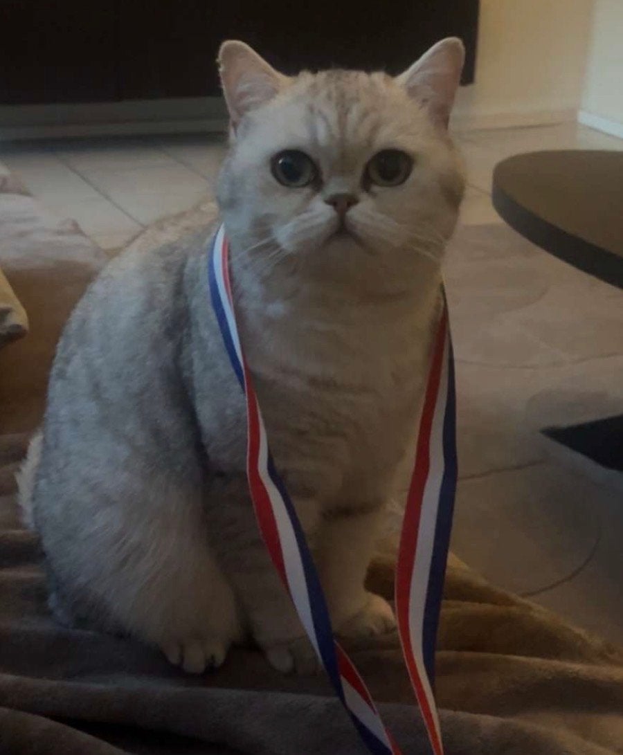 Britse korthaar 2 jaar oud bija, Poes, Met stamboom, 0 tot 2 jaar