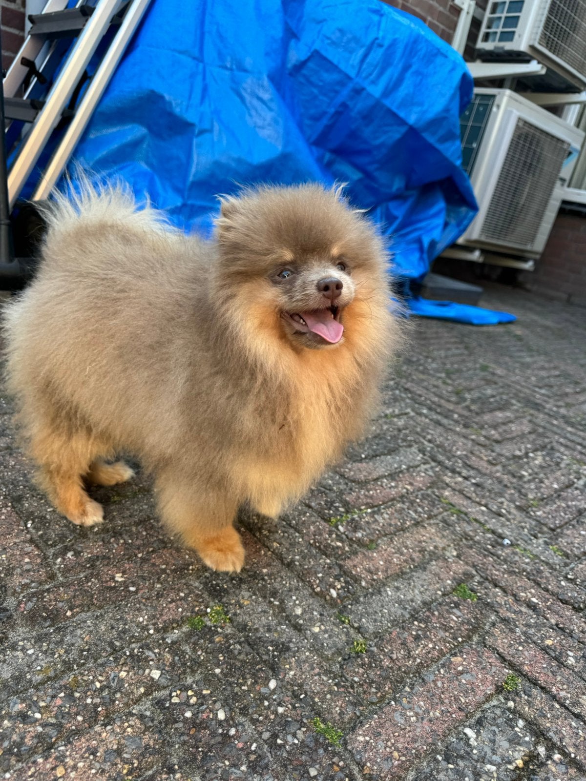 Pomeriaan pup (ZELDZAME LILAC AND TAN/lavendel), Dieren en Toebehoren, Honden | Poolhonden, Keeshonden en Oertypen, Parvo, Particulier