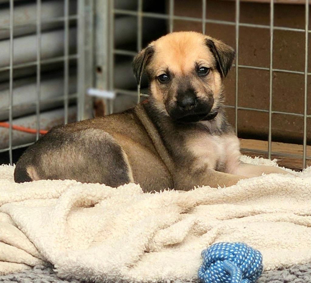 prachtige pups veel kleur ridgeback x herdermix (wolfskleur), Parvo, Overige rassen, 8 tot 15 weken, Meerdere
