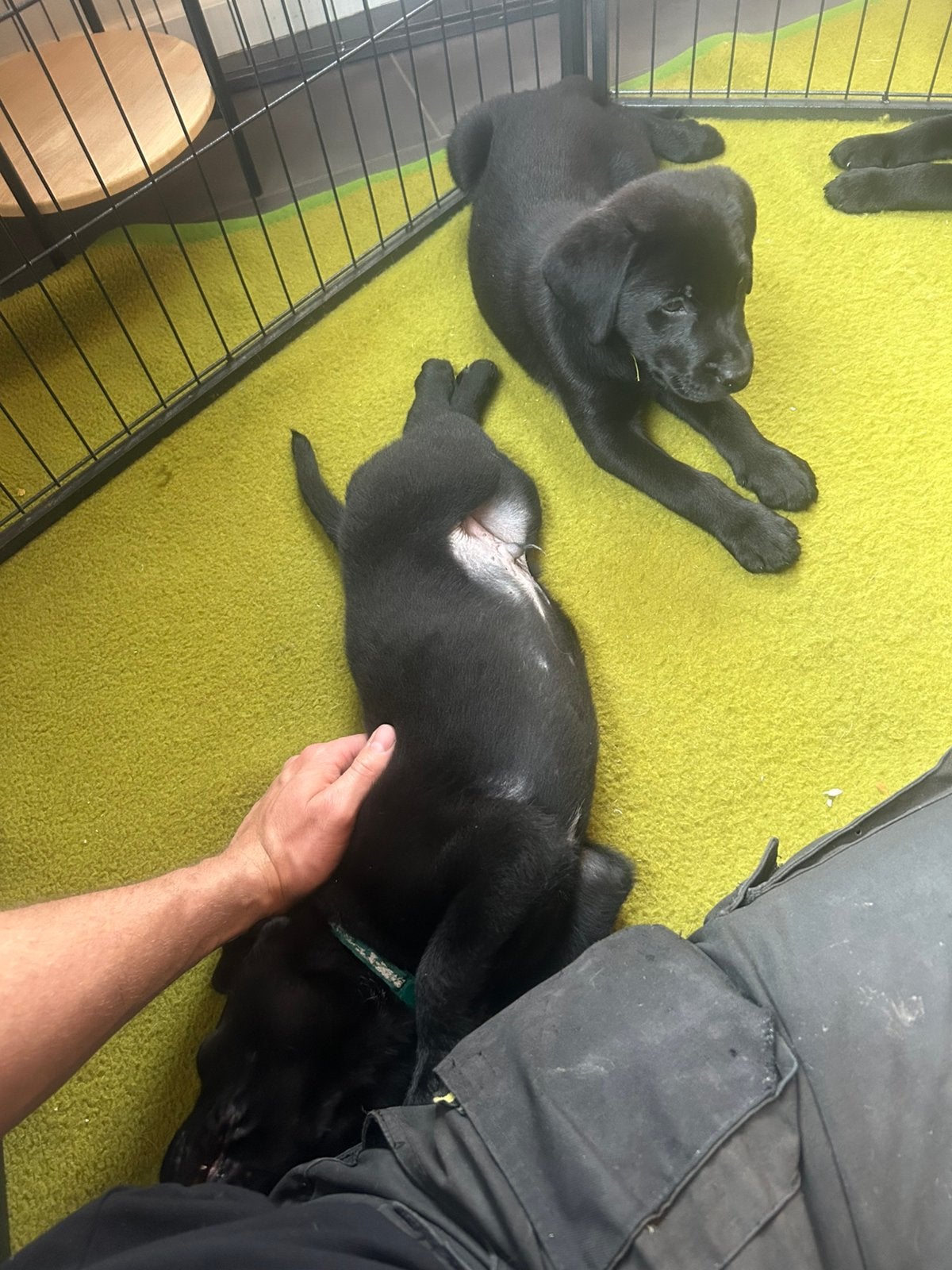 Labrador pups mogen nu het nest verlaten, Dieren en Toebehoren, 8 tot 15 weken, Labrador retriever, Parvo, Meerdere