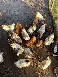 Krielkippen..............................., Dieren en Toebehoren, Pluimvee, Vrouwelijk, Kip