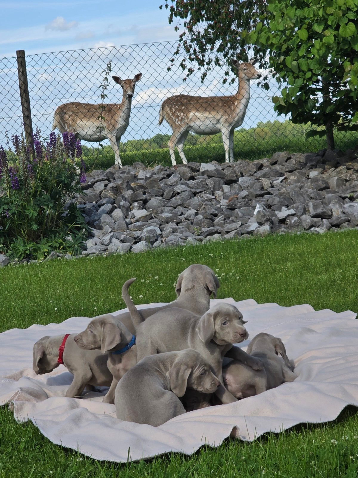 Weimaraner pups, Eén persoon, Ticket of Toegangskaart