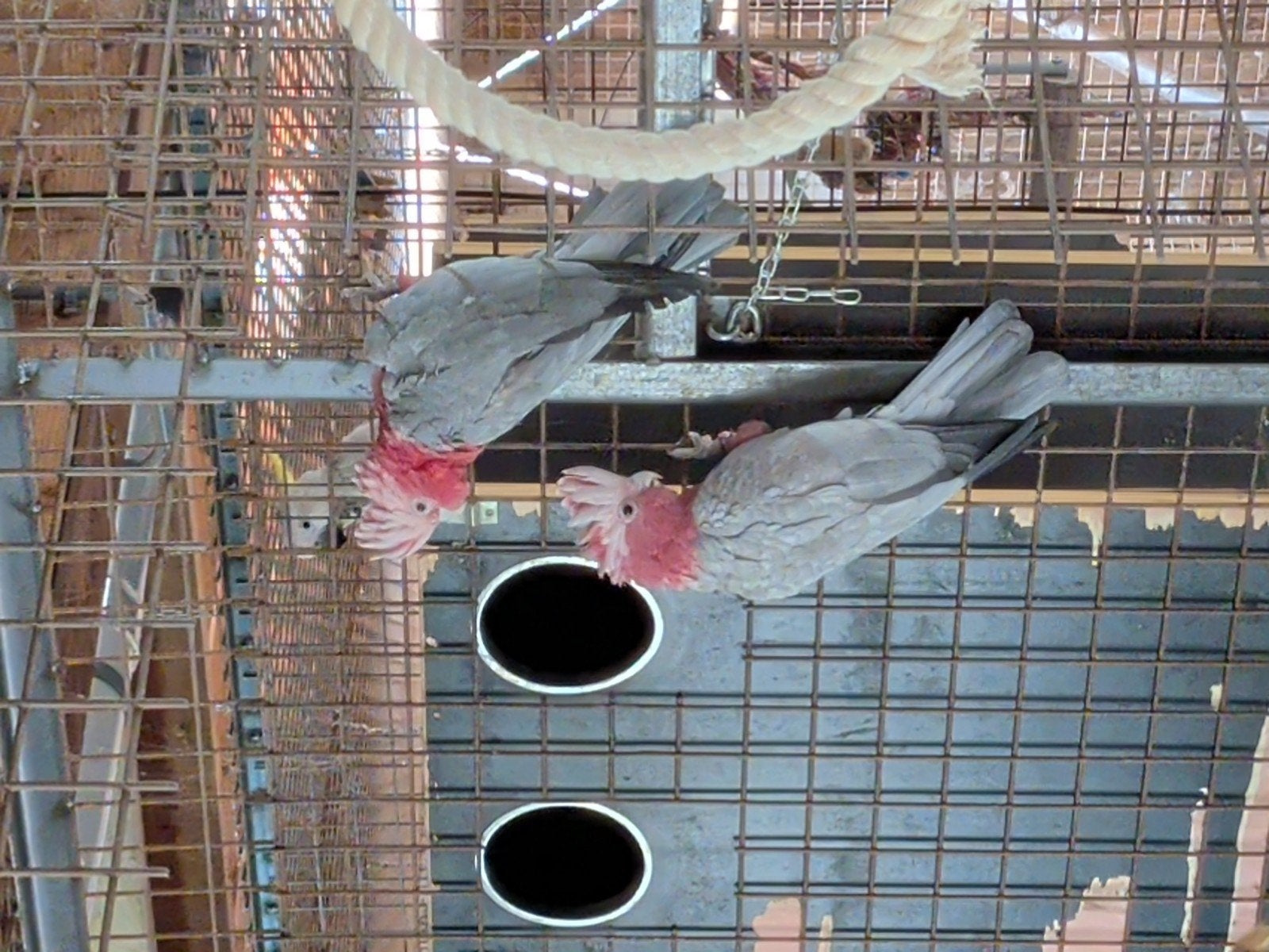 broedrijp koppel roze kakatoes, Meerdere dieren, Parkiet