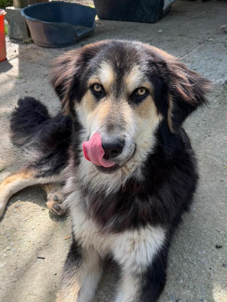 Alex – een jonge held met een groot hart!, Dieren en Toebehoren, Honden | Niet-rashonden, Groot, Reu, Particulier, Eén hond, Buitenland