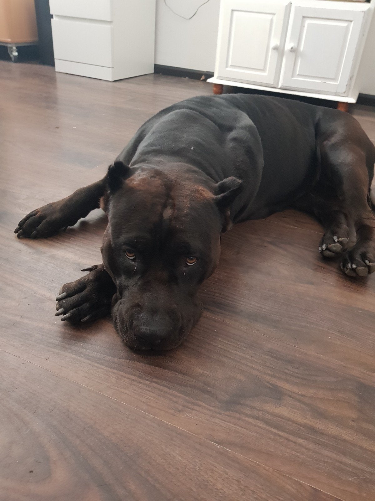 Bully xl 4jaar oud, Particulier, Buitenland, Teef, Parvo
