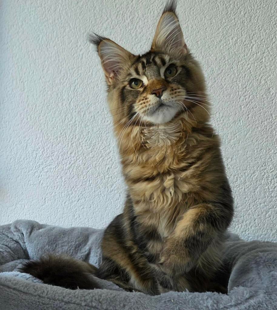 Maine coons met stamboom, Dieren en Toebehoren, Katten en Kittens | Raskatten | Langhaar, Meerdere dieren, Met stamboom, 0 tot 2 jaar
