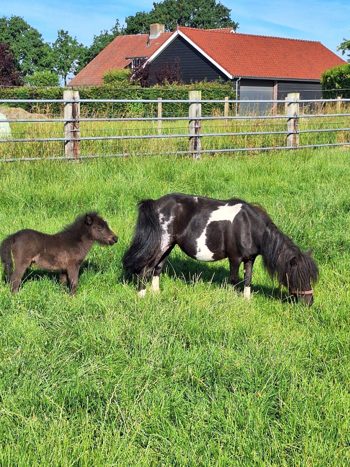Mini pony merrie met hengstveulen, Dieren en Toebehoren, Merrie, A pony (tot 1.17m), 3 tot 6 jaar, Gechipt