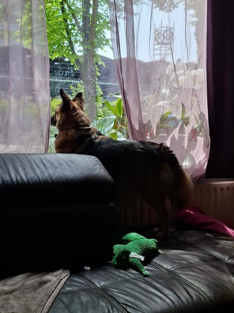Trimtafel gezocht, Dieren en Toebehoren, Honden-accessoires, Ophalen
