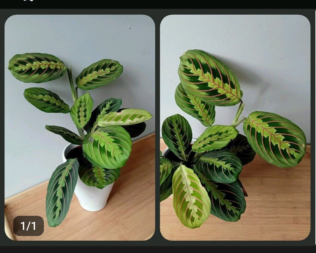 Kamerplant 40cm marantha    evt sierpot €2, Ophalen, Halfschaduw, In pot, Minder dan 100 cm