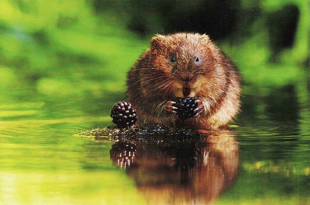 Bruine rat eet bramen 70, Verzamelen, Ansichtkaarten | Dieren, Verzenden, 1980 tot heden, Ongelopen, Knaagdier