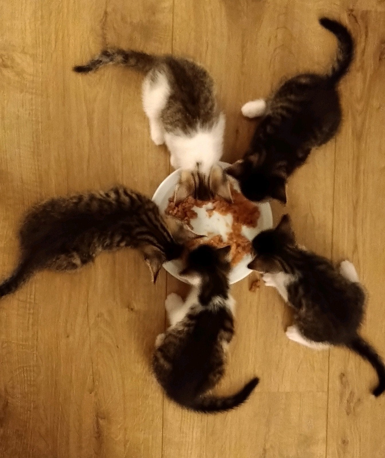Nog 2 Kittens te koop (meisjes), Meerdere dieren, Kortharig, 0 tot 2 jaar