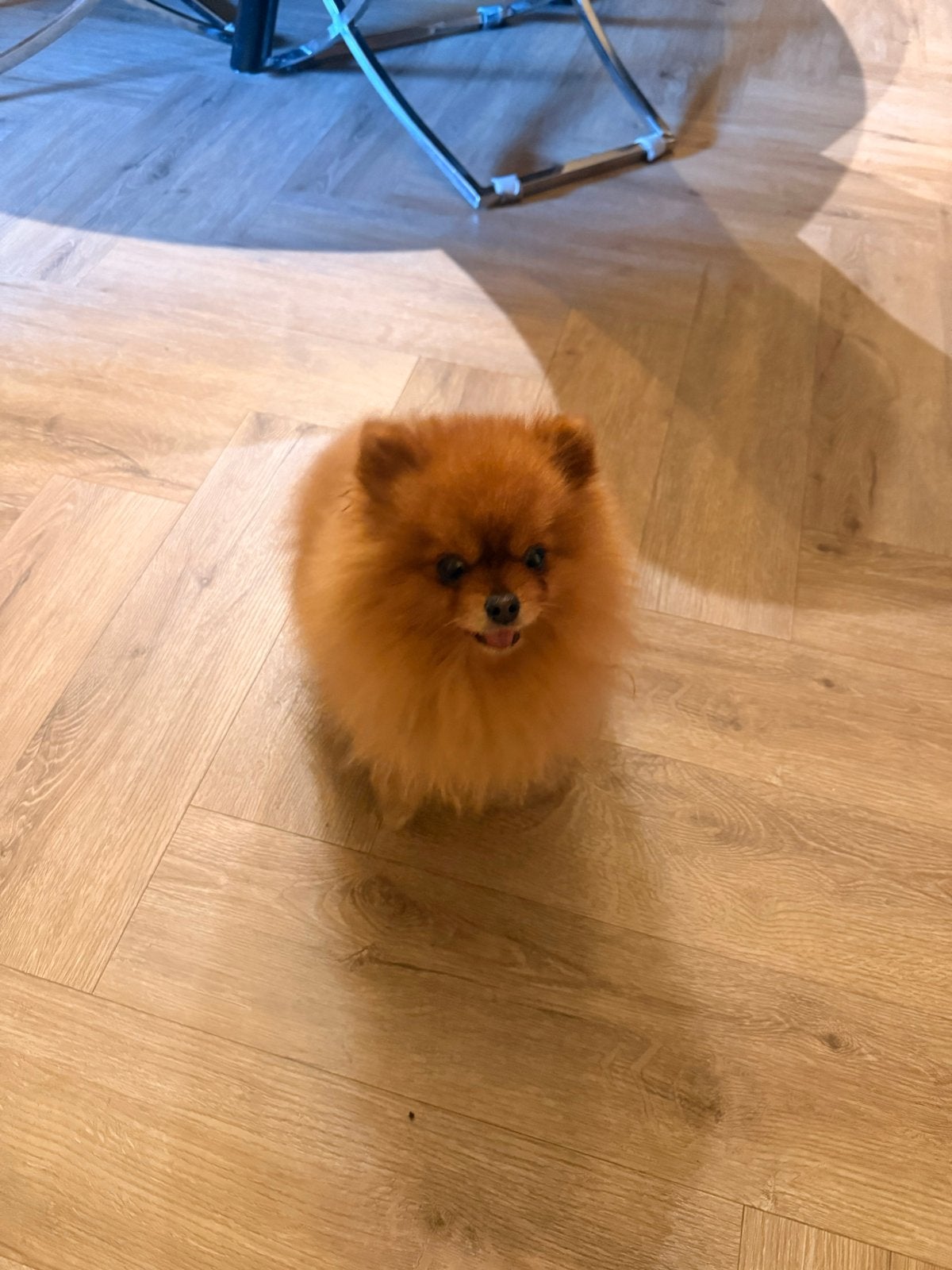 pomeriaan, Particulier, Reu, Buitenland, Parvo
