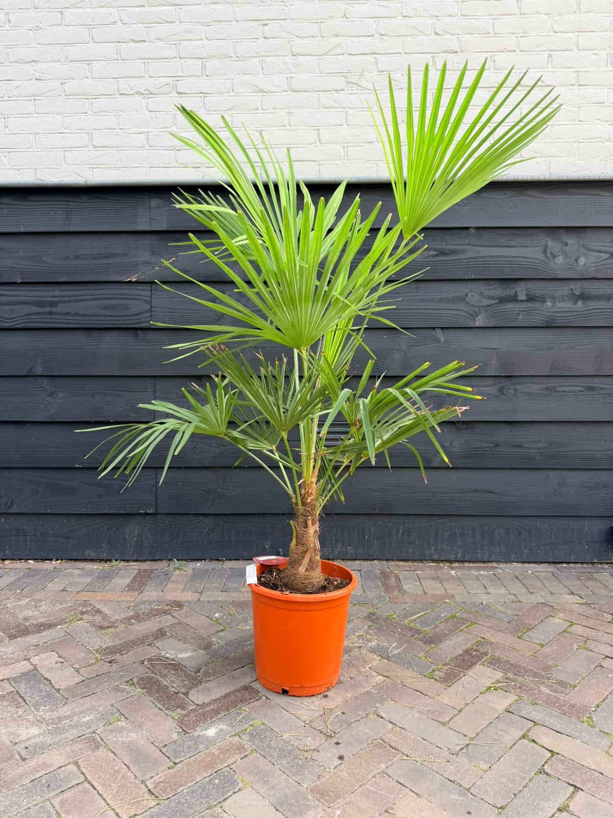 Trachycarpus fortunei palmbomen stamhoogte 20 cm, Volle zon, Ophalen of Verzenden, 100 tot 250 cm, Zomer