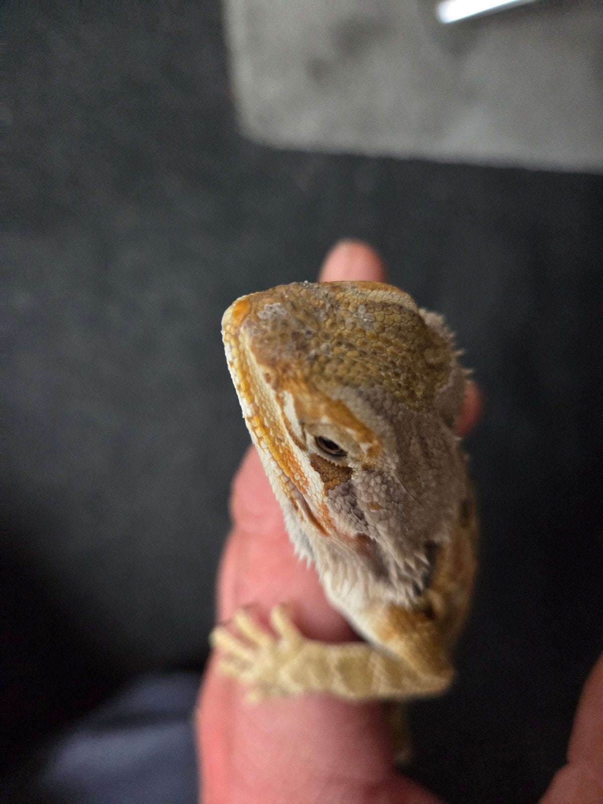 Baardagaam Pogona Vitticeps Citrus Orange Tiger Bearded Dragon photo 4