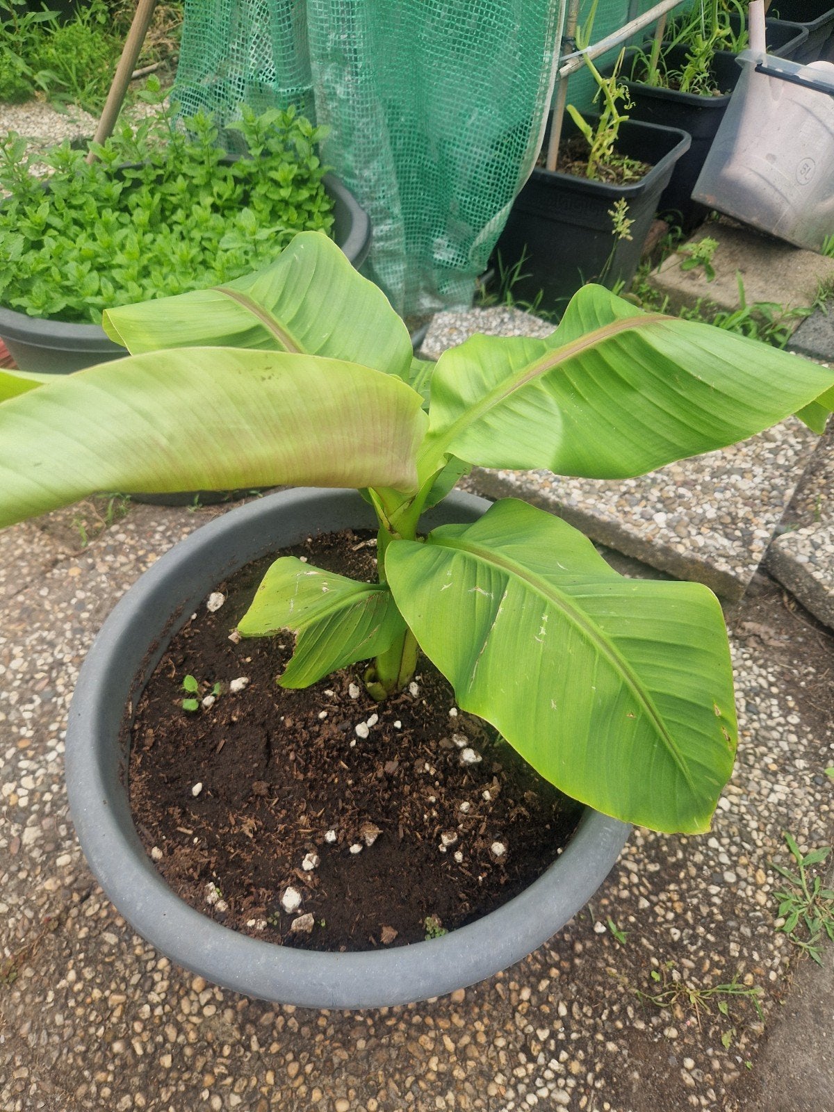 Bananen plant, Ophalen, Volle zon, Vaste plant, Zomer