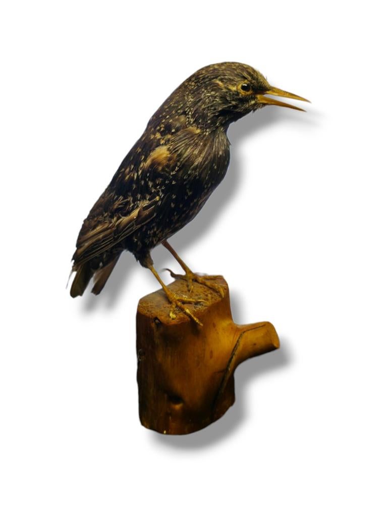 Taxidermie Spreeuw (Sturnus vulgaris) opgezette vogel, Ophalen of Verzenden, Zo goed als nieuw, Vogel, Opgezet dier