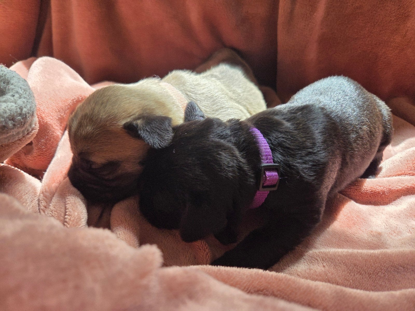 Prachtige bullmastiff x cane corso pups!, 8 tot 15 weken, Groot, Meerdere, Meerdere dieren