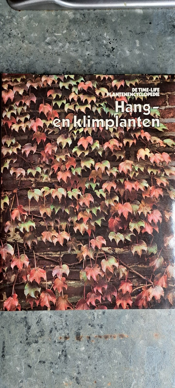 Hanf en klimplanten, Ophalen of Verzenden, Halfschaduw, Minder dan 100 cm