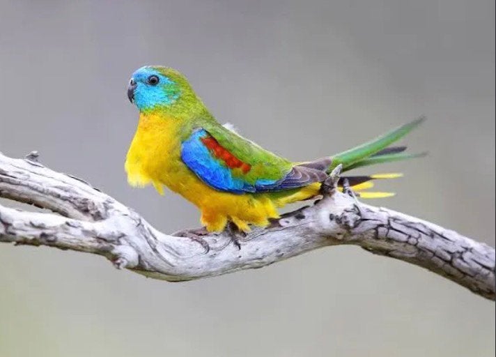 Gezocht koppel turquoisine parkieten, Dieren en Toebehoren, Vogels | Overige Vogels, Meerdere dieren, Geringd
