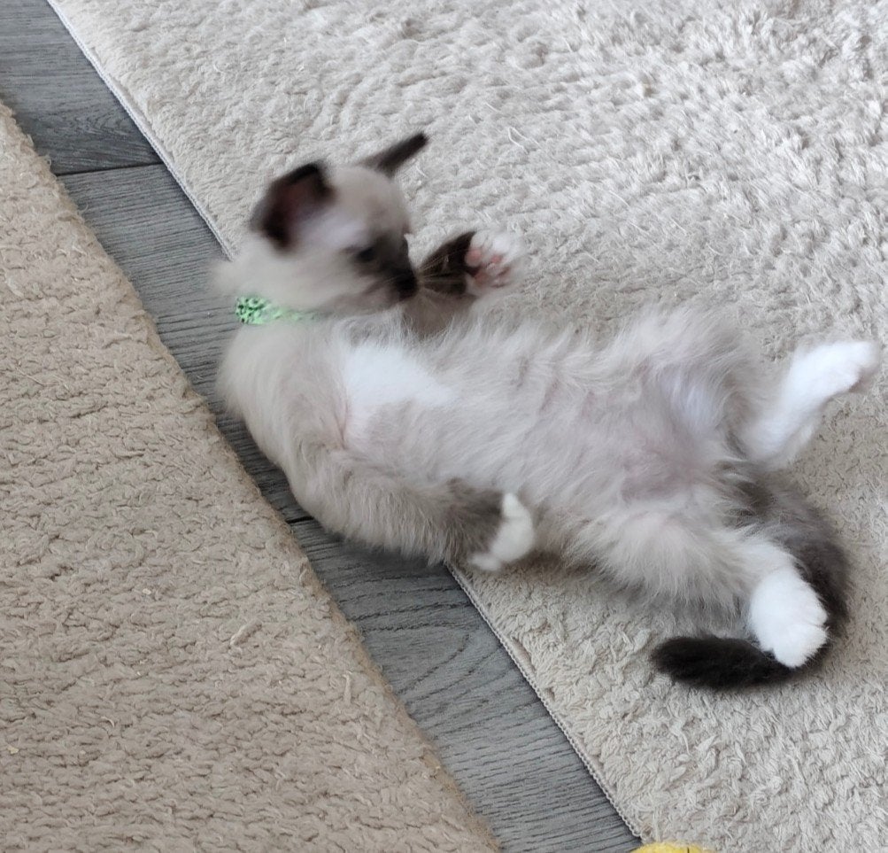 Ragdoll kittens direct meenemen, Meerdere dieren, Ontwormd, 0 tot 2 jaar