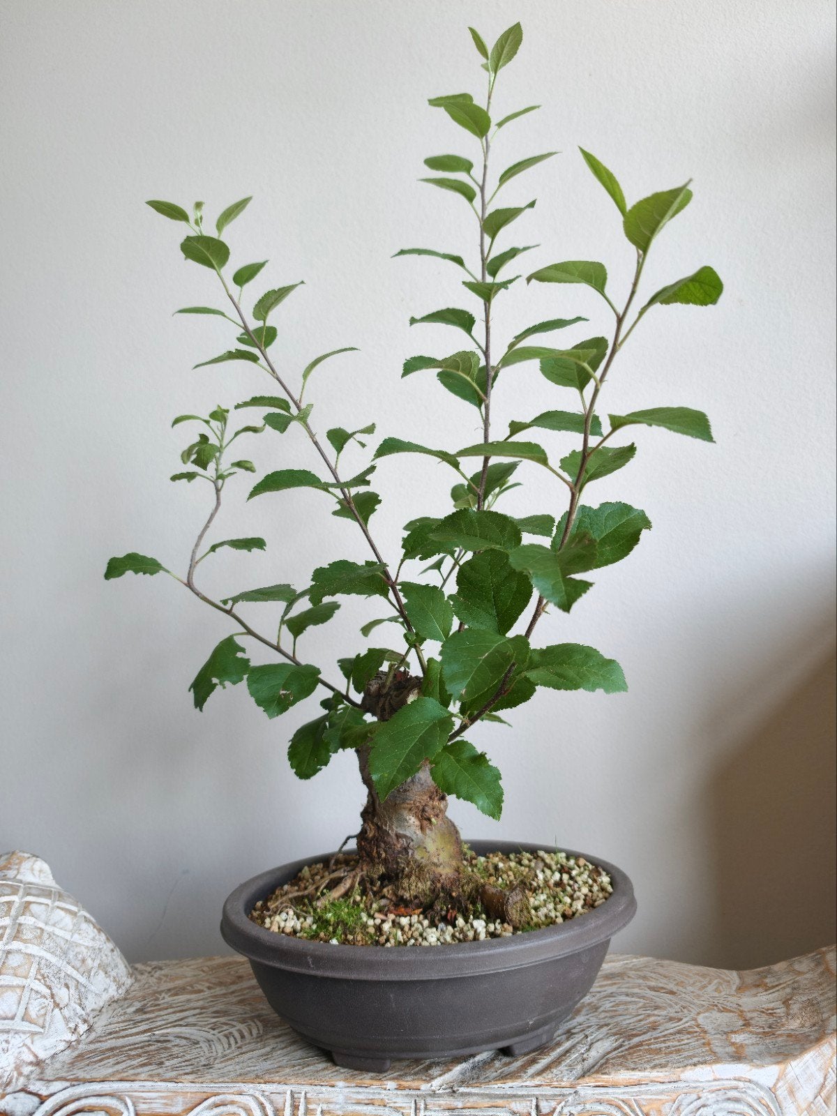 Malus pre bonsai, Tuin en Terras, Ophalen of Verzenden