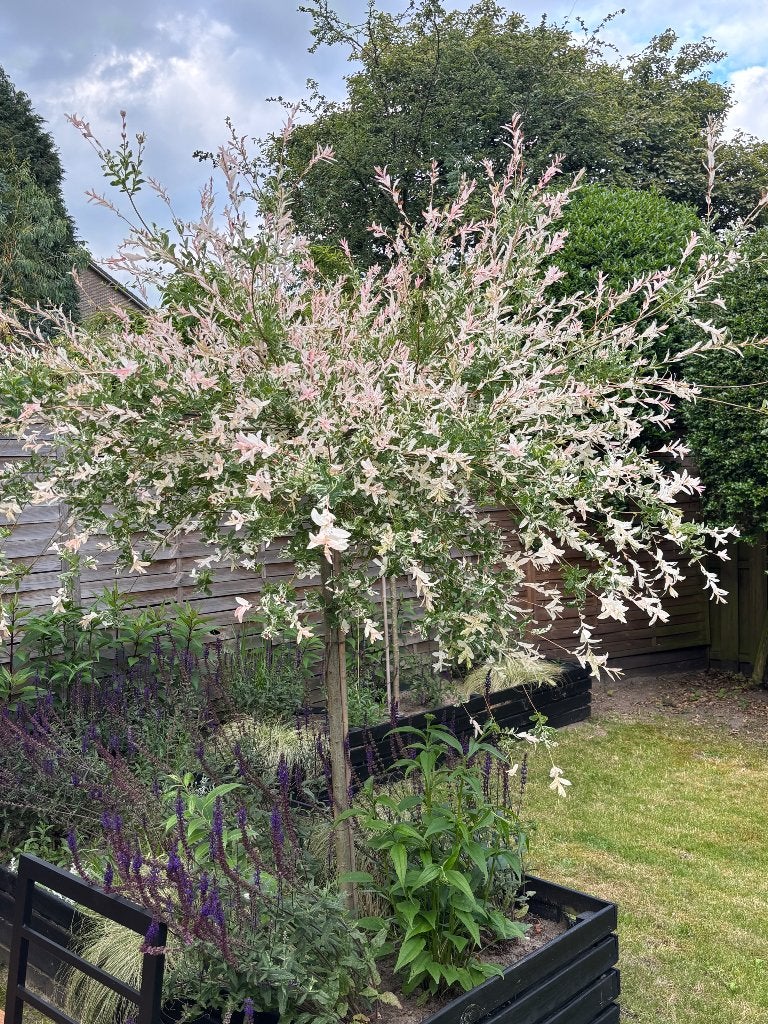 Flamingo/salix boompje (3st beschikbaar), Overige soorten, Lente, 100 tot 250 cm, Ophalen